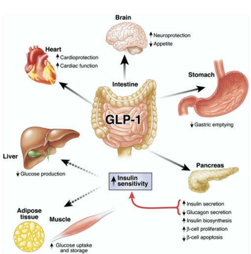 Why are GLP-1 agonists being used to treat patients with nonalcoholic ...