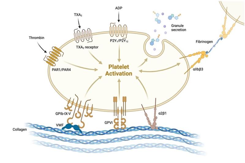 Back To Basics: The Conundrum Of Coagulopathy In Cirrhosis | AASLD