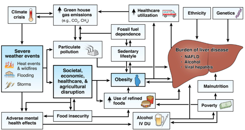 Figure 1: From Donnelly et al The multifaceted relationship between climate change and liver disease.