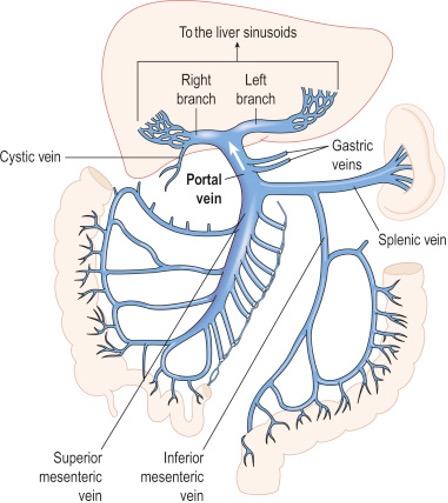 Portal venous system with confluence in main portal vein.