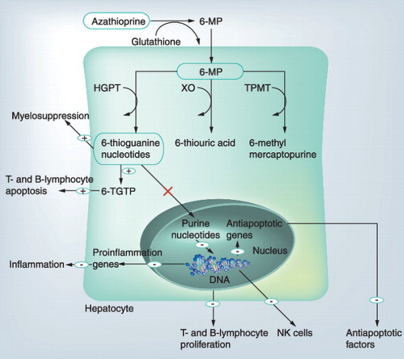 AZA/6-MP mechanism.