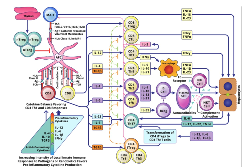 Inflammatory pathways in AIH.