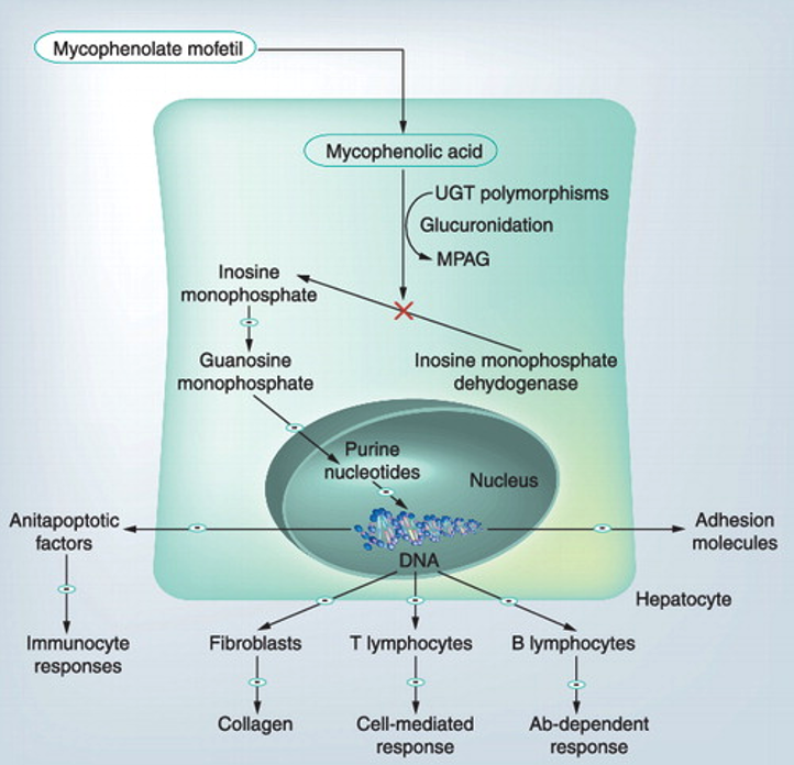 MMF mechanism.